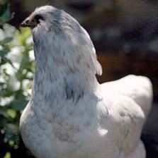 ameraucana splash.jpg