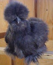 Black Silkie.jpg