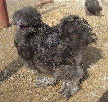 Blue Silkie
