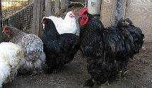 Cochins