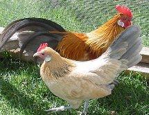 Dutch Bantams