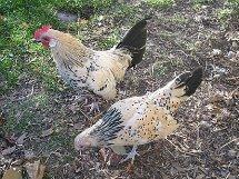 Dutch Bantams