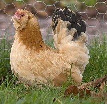 Japanese Bantam Black Tail Buff