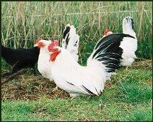 Japanese Bantam Black Tail White