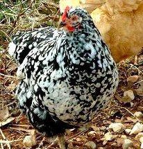 Mottled Java