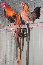 Phoenix pair
