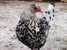 Silver Spangled Hamburg