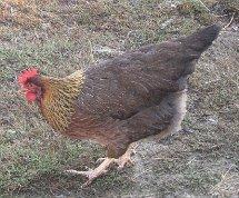 Welsummer hen.jpg