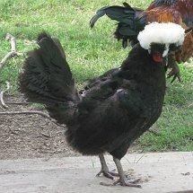 White Crested Black Polish