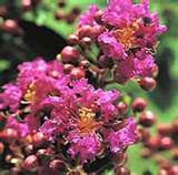 crepe myrtle.jpg