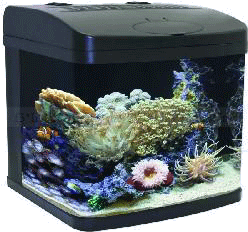 fishTanks.gif