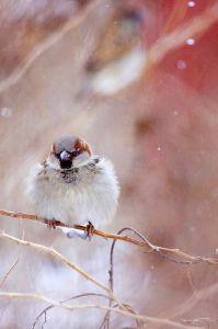 house_sparrow.jpg