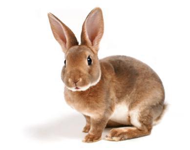 iStock_000003396050XSmall.jpg