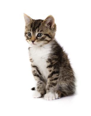 iStock_000005015697XSmall.jpg