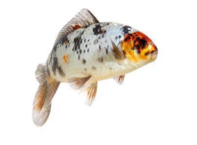 iStock_000005132302XSmall.jpg