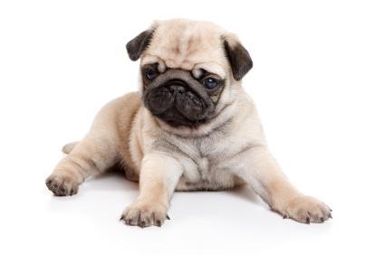 iStock_000005295864XSmall.jpg