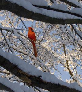 ice_bird.jpg