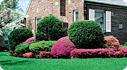 img_selectingtreesshrubs_THB.jpg