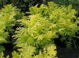 isla gold fern.jpg