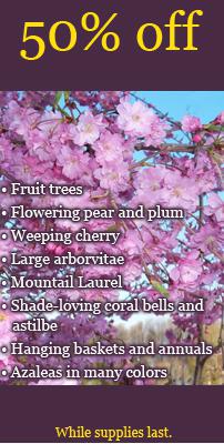 50% off - fruit trees, flowering pear and plum, weeping cherry, large arborvitae, mountain laurel, shade-loving coral bells and astilbe, hanging baskets and anuals, and azaleas in many colors. While supplies last.