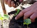 planting baby plants.jpg