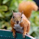 Squirrel