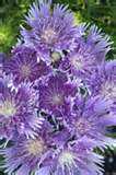 stokes aster.jpg