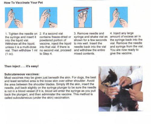 How to vaccinate your pet