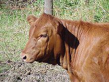 220px-Red_Angus_Heifer.jpg