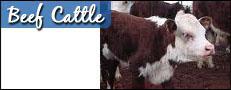 Beef Cattle