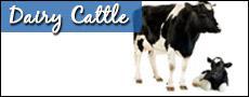 Dairy Cattle
