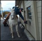 Horse