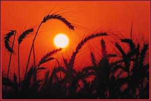 Wheat Field