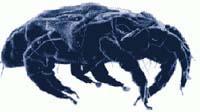 Dust Mites