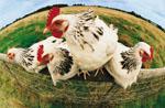 Poultry Department