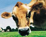 Livestock Department