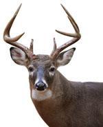Wildlife Department