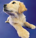 Pet Department