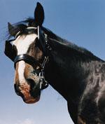Horse Department