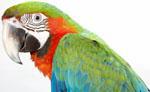 Exotic Animal Department