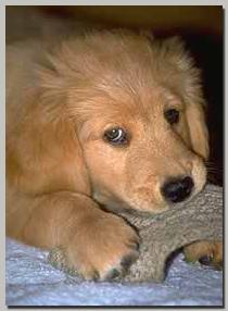 Pup