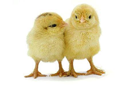 chicks website.jpg