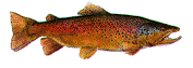 swimming brown trout.gif