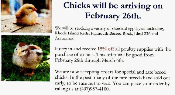 chick days.jpg