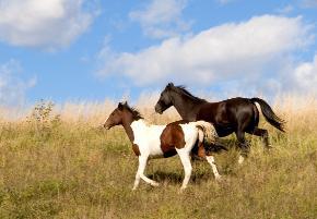We offer a full line of health products for horses!