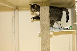 Cat boarding