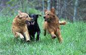 Dog Park