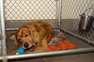 Dog in Kennel