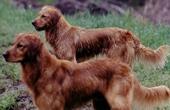 Dog Park