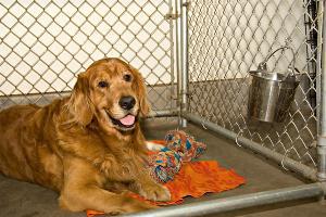 Dog in boarding kennel